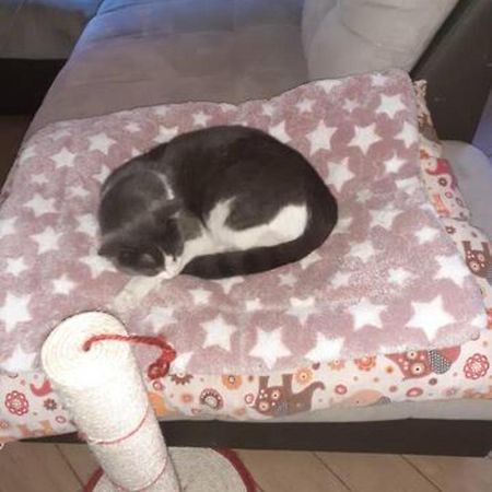 The Awesome House With The Bomber Cat Apartamento Lugo  Exterior foto